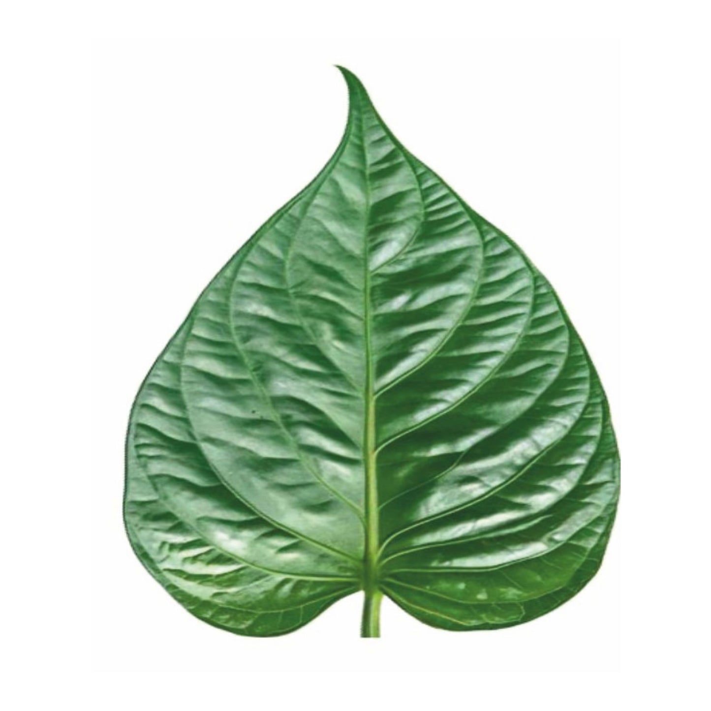 Leaf Cutout For Craft Making